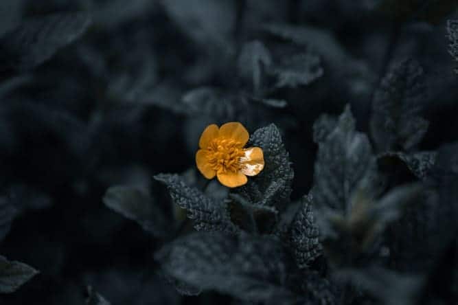 yellow flower in black wilderness